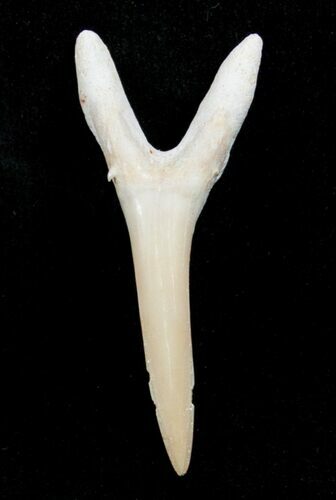 Striatolamia (Extinct Sand Tiger) Shark Tooth - Eocene #3425